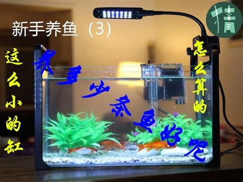 小魚缸可以養幾隻魚|魚缸魚數量精準計算